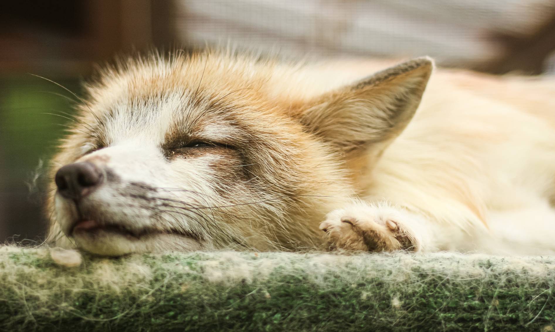 Sleepy Jasper the Fox 